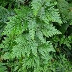 Selaginella willdenowii Лист