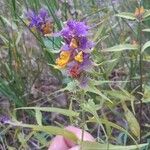 Melampyrum subalpinum Квітка