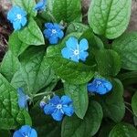 Omphalodes verna Hoja