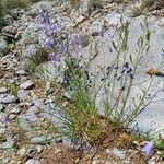 Campanula rotundifolia形態