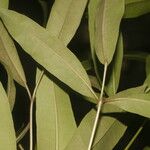 Tabebuia palustris ഇല