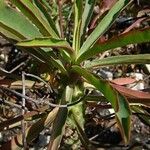 Euphorbia bubalina Blad