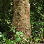 Cussonia brieyi Casca