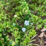 Serissa japonica Blomst