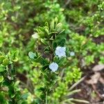 Serissa japonica Flower