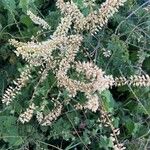 Pterolobium stellatum Flor