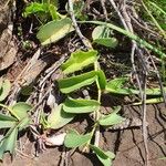 Cissus rotundifolia Blad