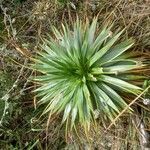 Paepalanthus alpinus Leaf