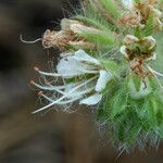 Phacelia heterophylla 花