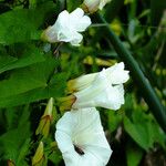 Calystegia silvatica Kwiat