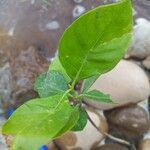 Gardenia jasminoides Blatt