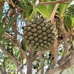 Pandanus utilis Owoc