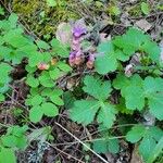 Calypso bulbosa Flower