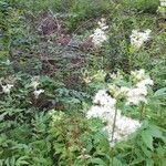 Filipendula ulmariaÇiçek