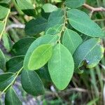 Ilex glabra List