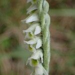 Spiranthes spiralis फूल