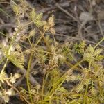 Caucalis platycarpos Flor