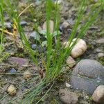 Eleocharis acicularis Hoja