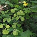 Oxalis grandis ശീലം