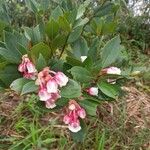 Enkianthus quinqueflorus പുഷ്പം