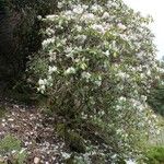 Rhododendron aureum Staniste