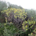 Euphorbia dendroides Habit