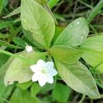 Lysimachia europaeaFlor