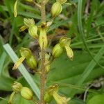 Neottia ovata Blüte