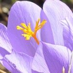 Crocus ligusticus Іншае