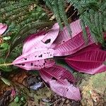 Miconia calvescens List