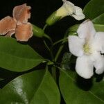 Bourreria costaricensis Květ