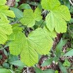 Acer pseudoplatanus Likasa