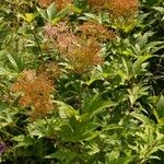 Filipendula rubra Flower