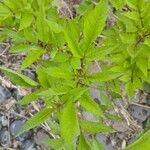 Bidens frondosa Folha