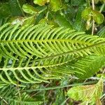 Blechnum spicant Hostoa