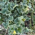 Ecballium elaterium Leaf