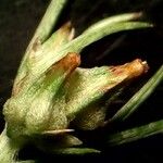 Logfia gallica Květ