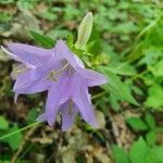 Campanula tracheliumŽiedas