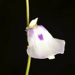 Utricularia pubescens Fleur