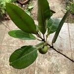 Calophyllum brasilienseПлід