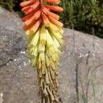 Kniphofia ritualis Flor