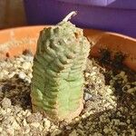 Euphorbia pseudoglobosa List