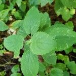 Stachys floridana Blad