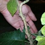 Solanum paniculatum Habitus