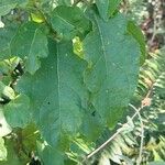 Solanum subinerme Leaf