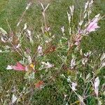 Salix integra 花