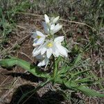 Chlorophytum tuberosum موطن