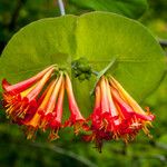 Lonicera ciliosa Flower