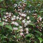 Ageratina ligustrina 花