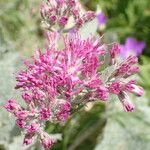 Adenostyles leucophylla Flower